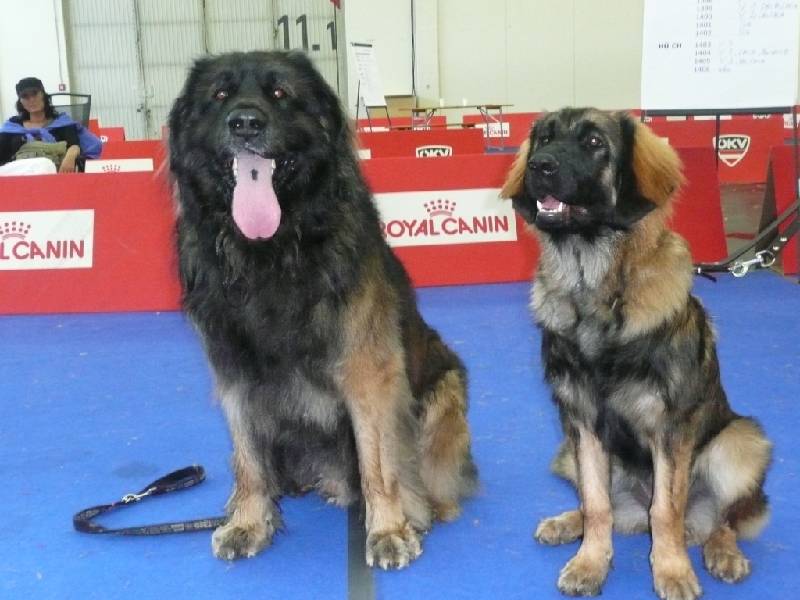 IHA_SBG_01.06.2008_1278 