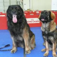 IHA_SBG_01.06.2008_1278 